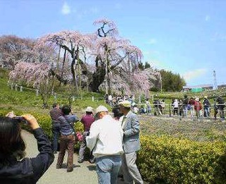 takisakura.jpg